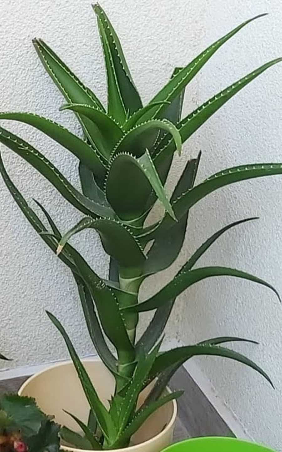 Aloe vera