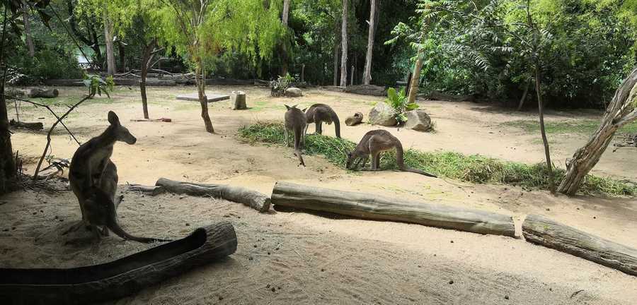 Singapore Zoo