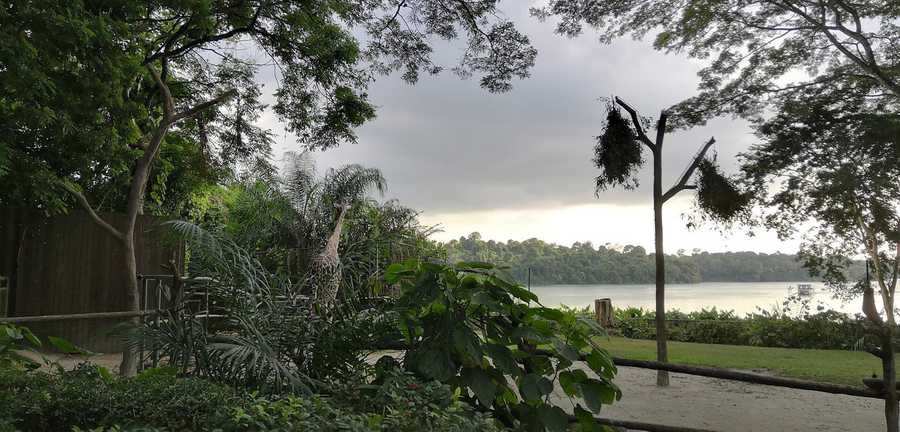 Singapore Zoo